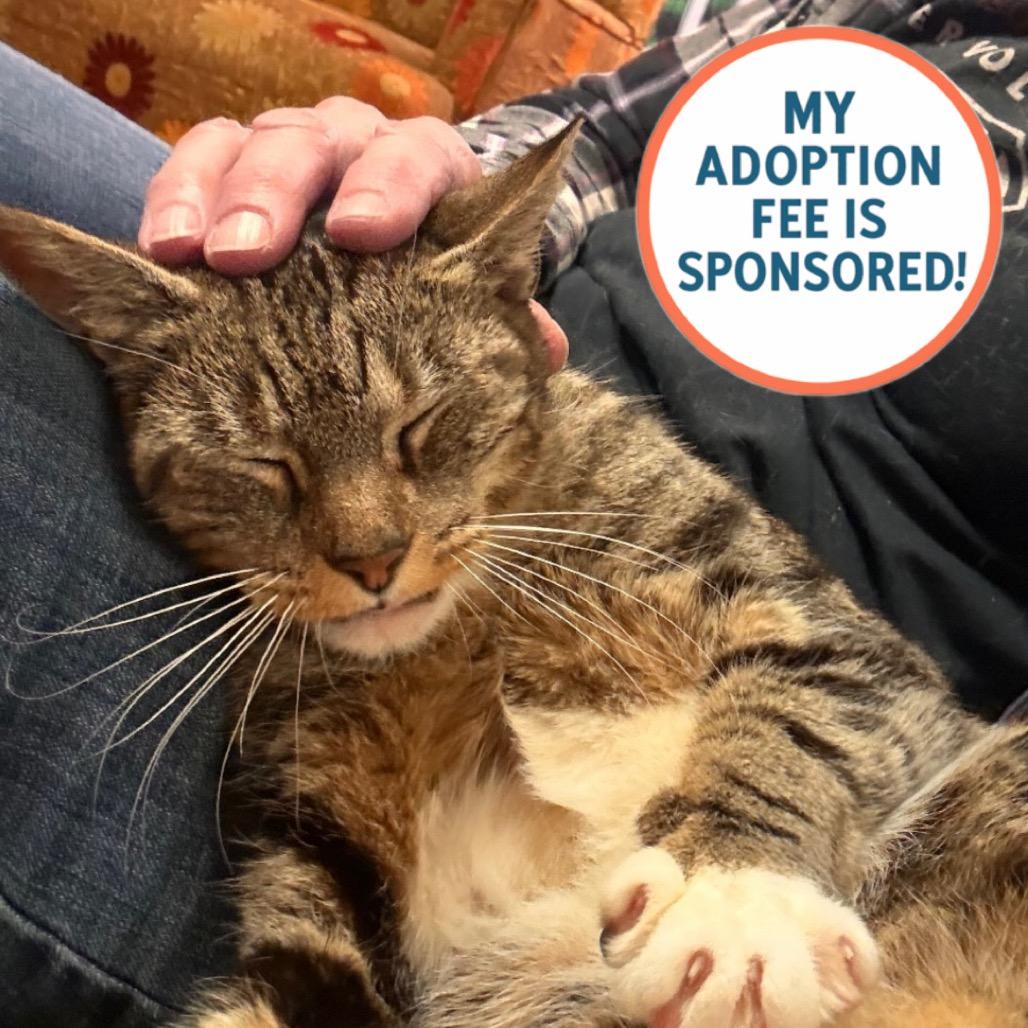 Enlarge Amanda - IN FOSTER, a Adoptable Domestic Short Hair in Birdsboro, PA image 3/6