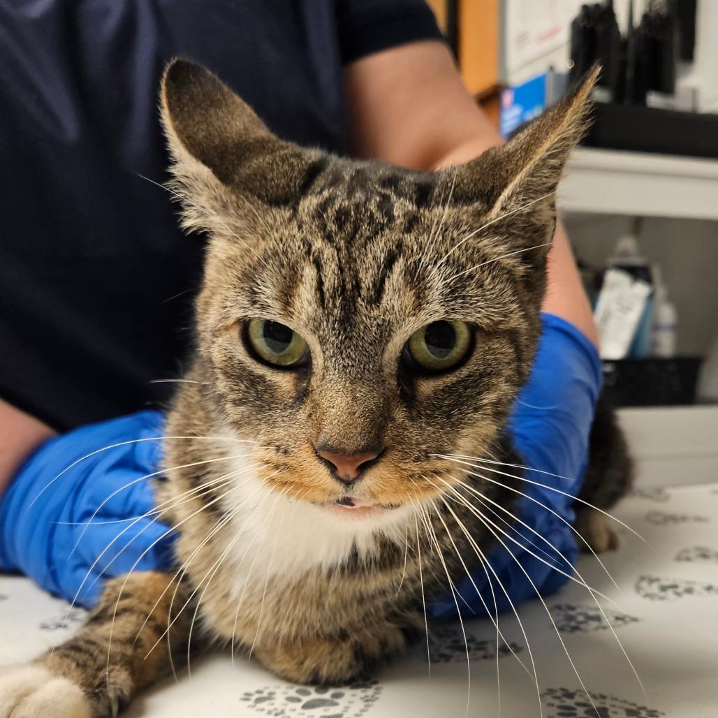 Enlarge Amanda - IN FOSTER, a Adoptable Domestic Short Hair in Birdsboro, PA image 4/6