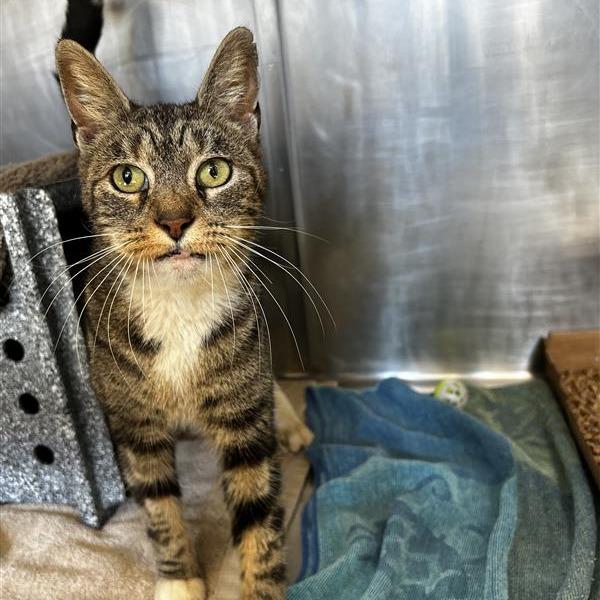 Enlarge Amanda - IN FOSTER, a Adoptable Domestic Short Hair in Birdsboro, PA image 5/6