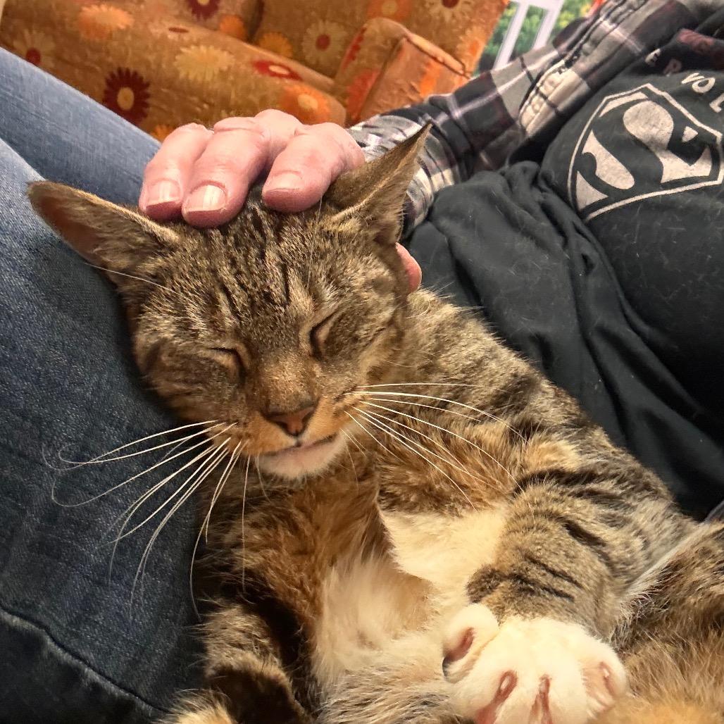 Enlarge Amanda - IN FOSTER, a Adoptable Domestic Short Hair in Birdsboro, PA image 6/6