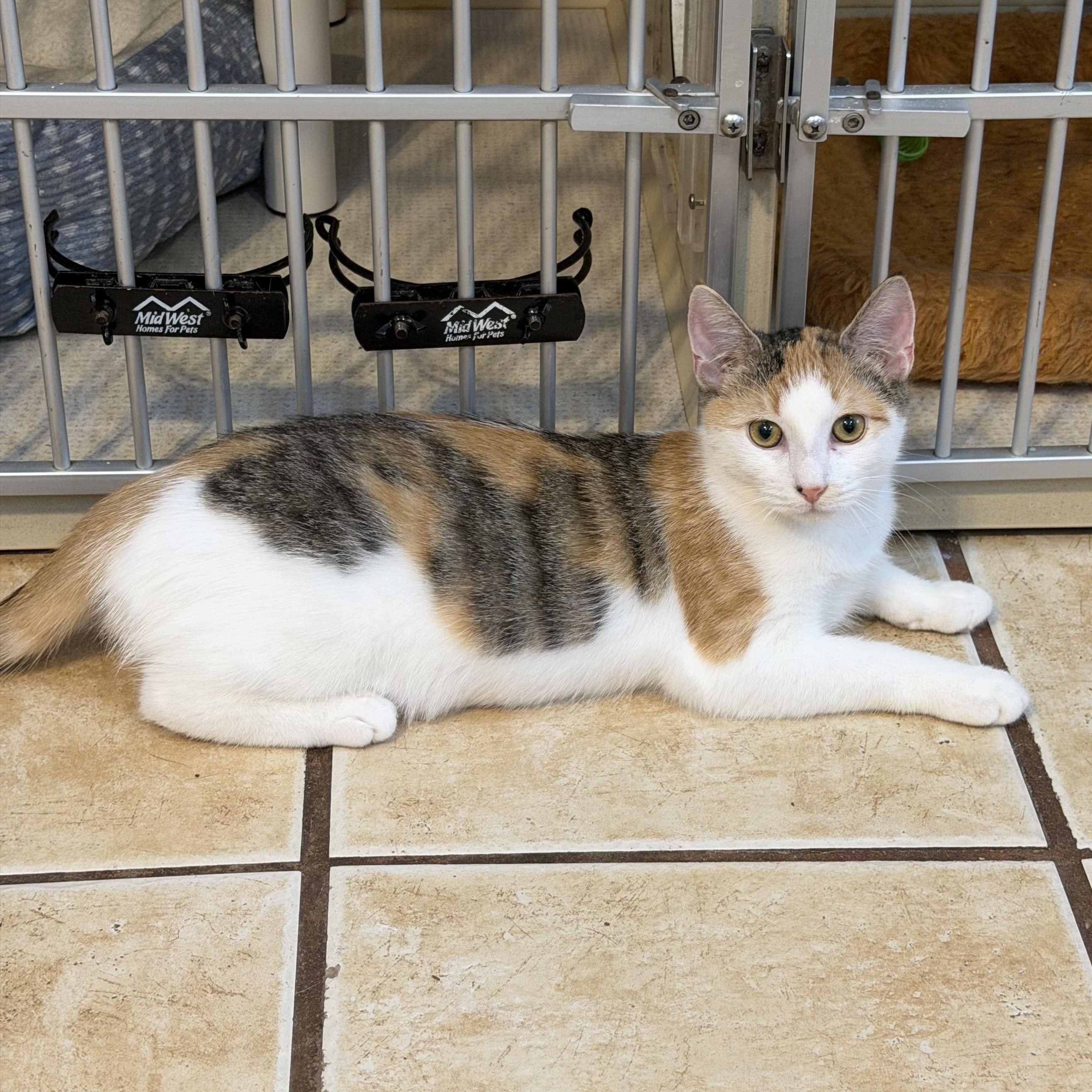 Enlarge MARTHA aka ZOEY, an adopted Domestic Short Hair in Hamilton, NJ image 1/1