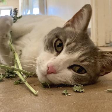 Maui — thumbnail 3