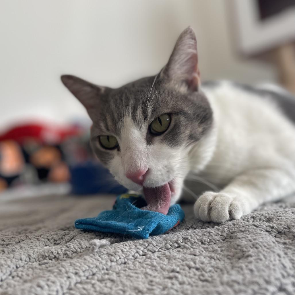 Maui — thumbnail 4