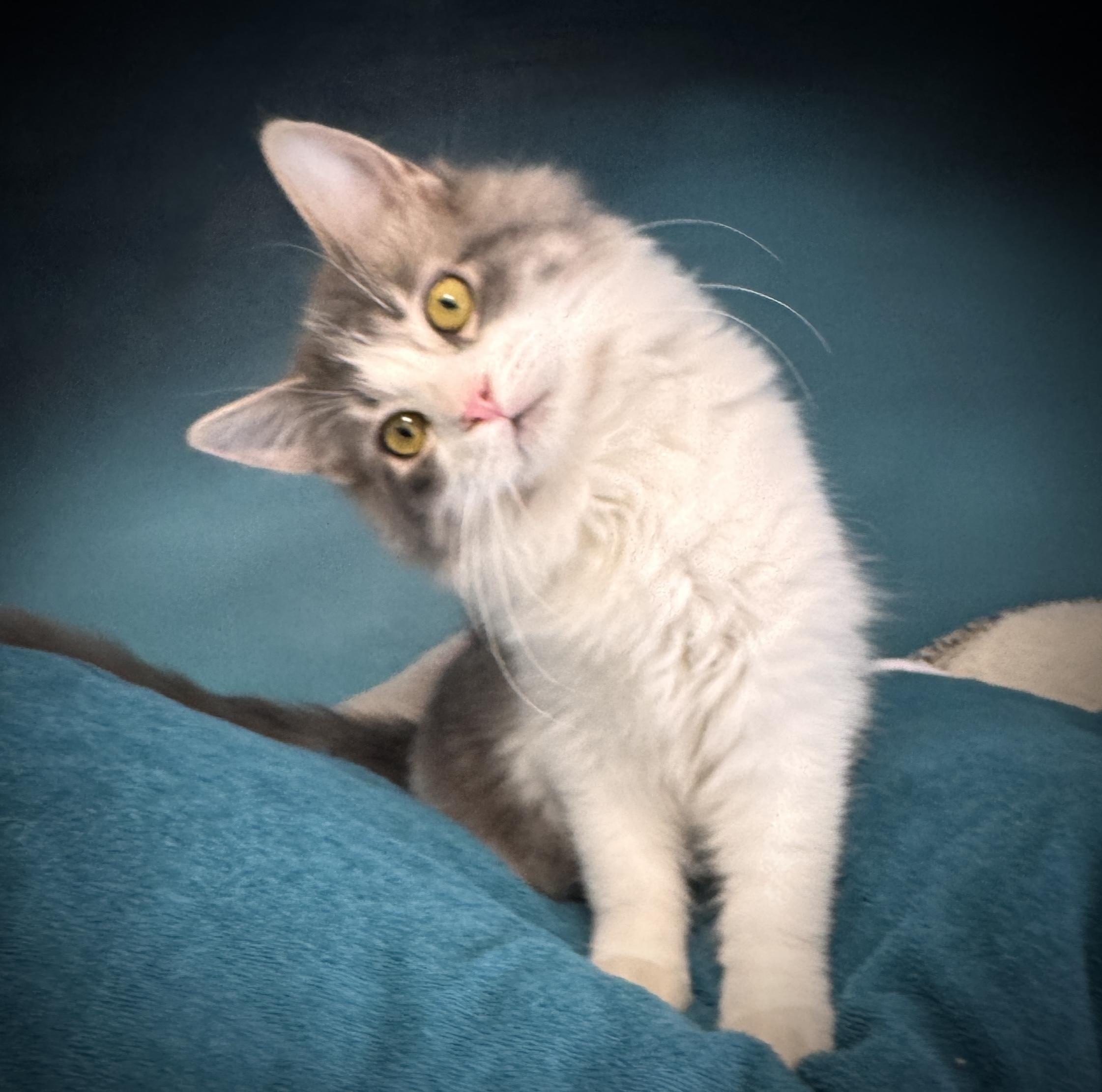 Enlarge Oreo & Henry: ~ Adopted 4/25/26, an adopted mixed breed in Livonia, MI image 4/6