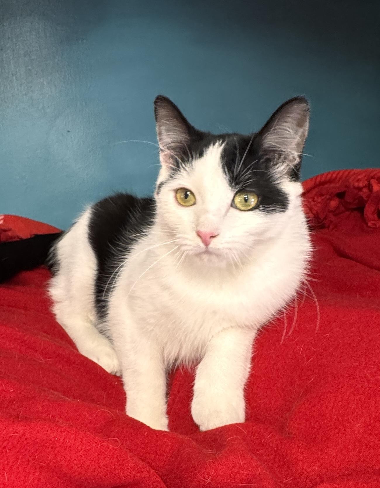 Enlarge Oreo & Henry: ~ Adopted 4/25/26, an adopted mixed breed in Livonia, MI image 3/6