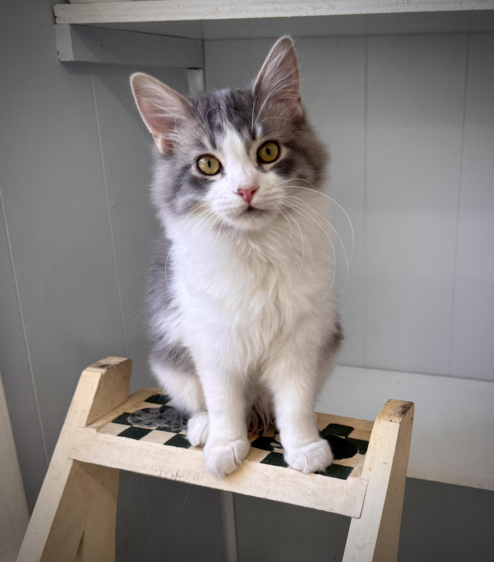 Enlarge Oreo & Henry: ~ Adopted 4/25/26, an adopted mixed breed in Livonia, MI image 2/6