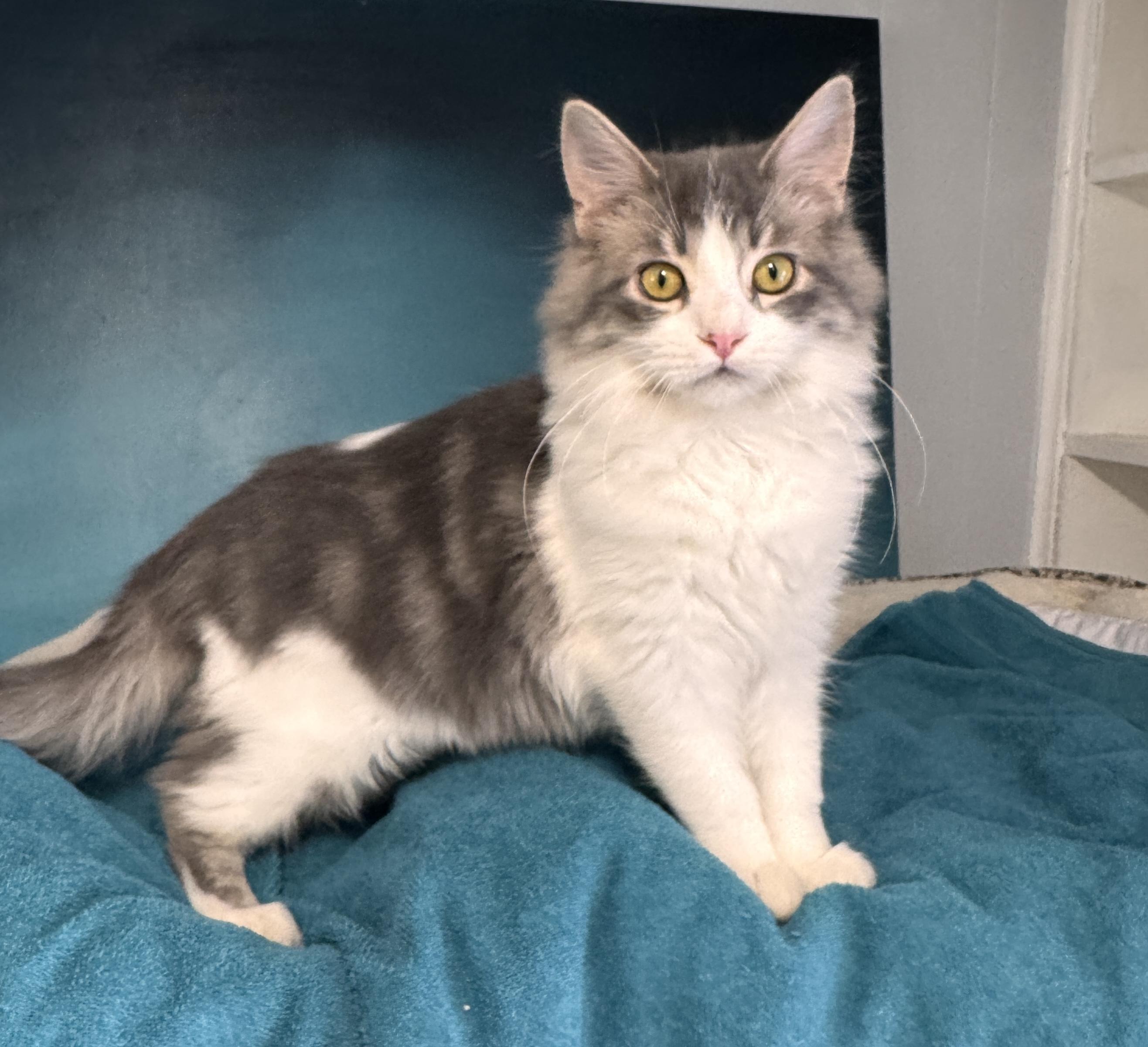 Enlarge Oreo & Henry: ~ Adopted 4/25/26, an adopted mixed breed in Livonia, MI image 6/6