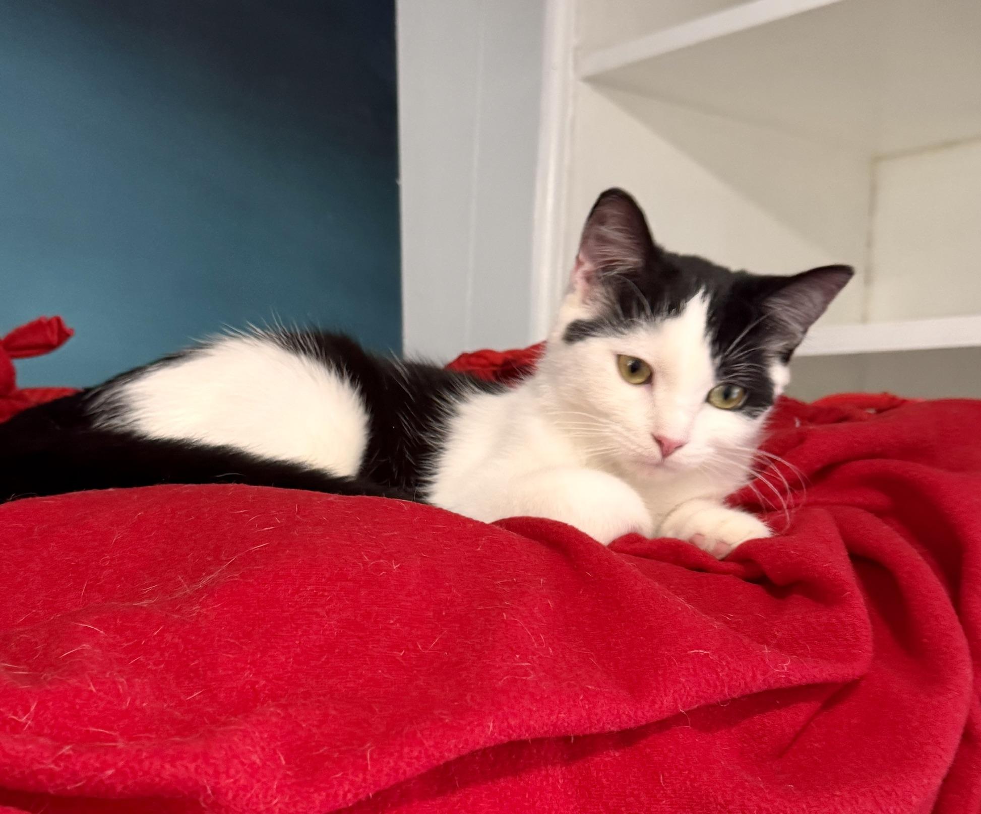 Enlarge Oreo & Henry: ~ Adopted 4/25/26, an adopted mixed breed in Livonia, MI image 5/6