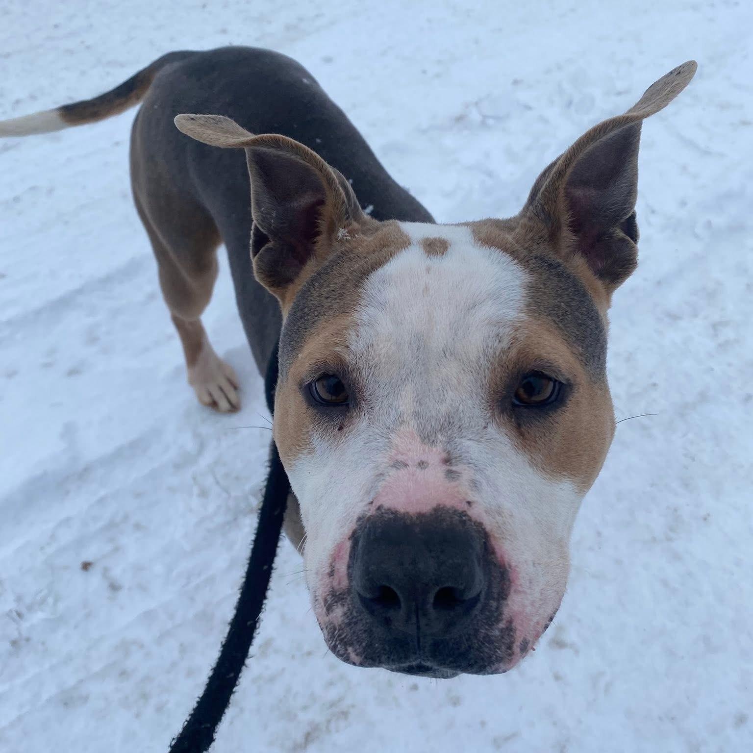 Genisys, a ADOPTABLE Mixed Breed in Detroit, MI image 5/6