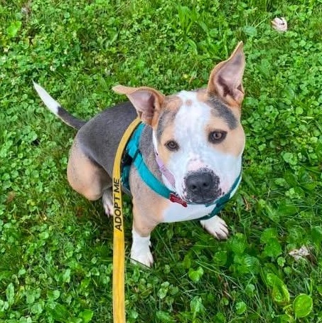 Genisys, a ADOPTABLE Mixed Breed in Detroit, MI image 5/6