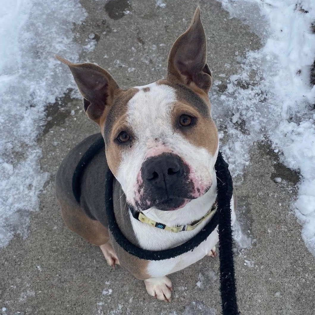Genisys, a ADOPTABLE Mixed Breed in Detroit, MI image 3/6