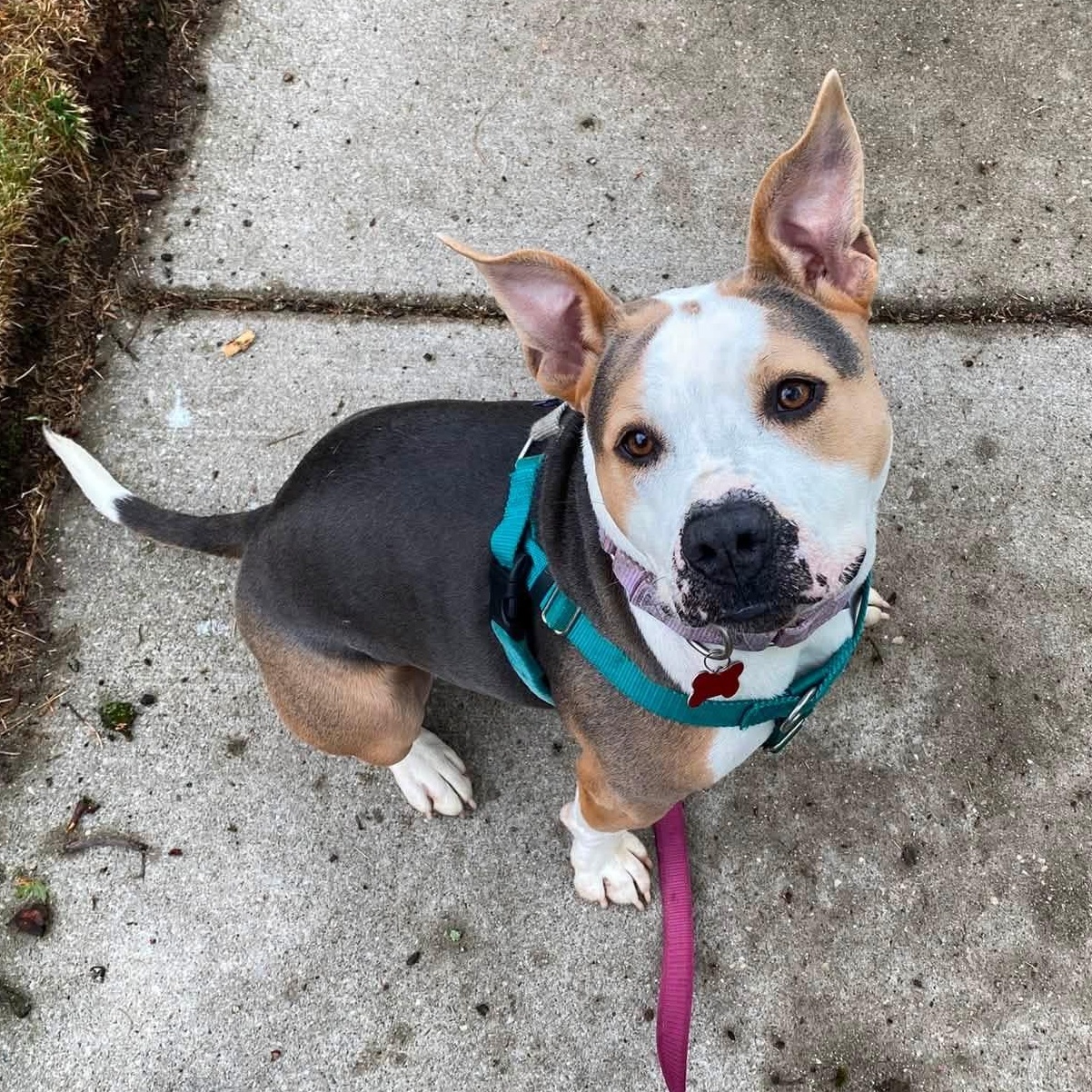 Genisys, a ADOPTABLE Mixed Breed in Detroit, MI image 4/6