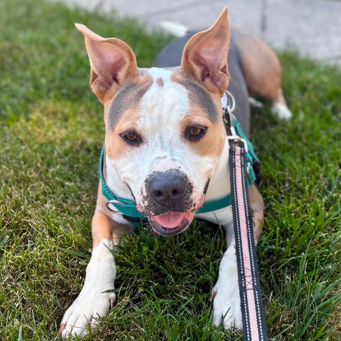 Genisys, ADOPTABLE, Young Male Mixed Breed.