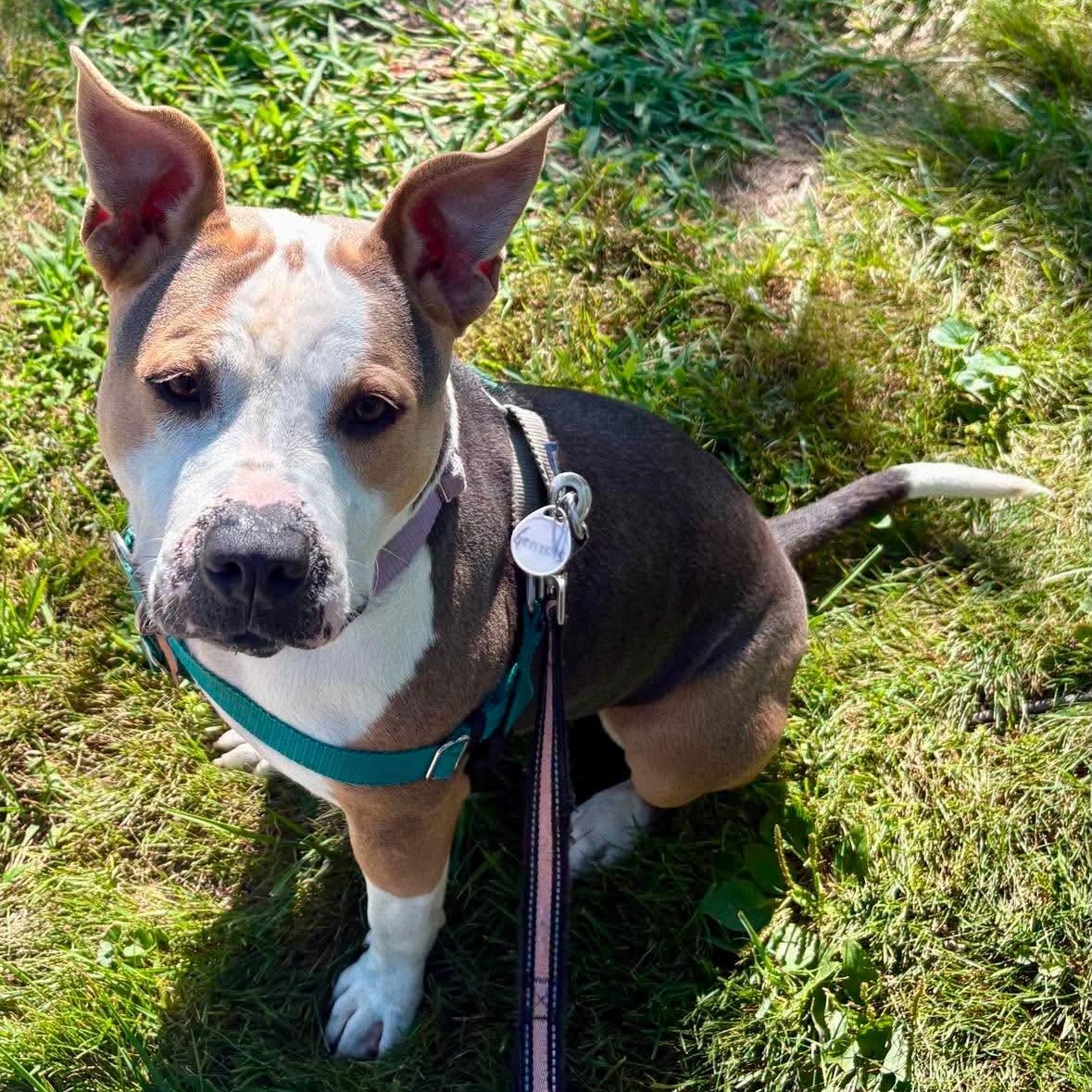Genisys, a ADOPTABLE Mixed Breed in Detroit, MI image 2/6