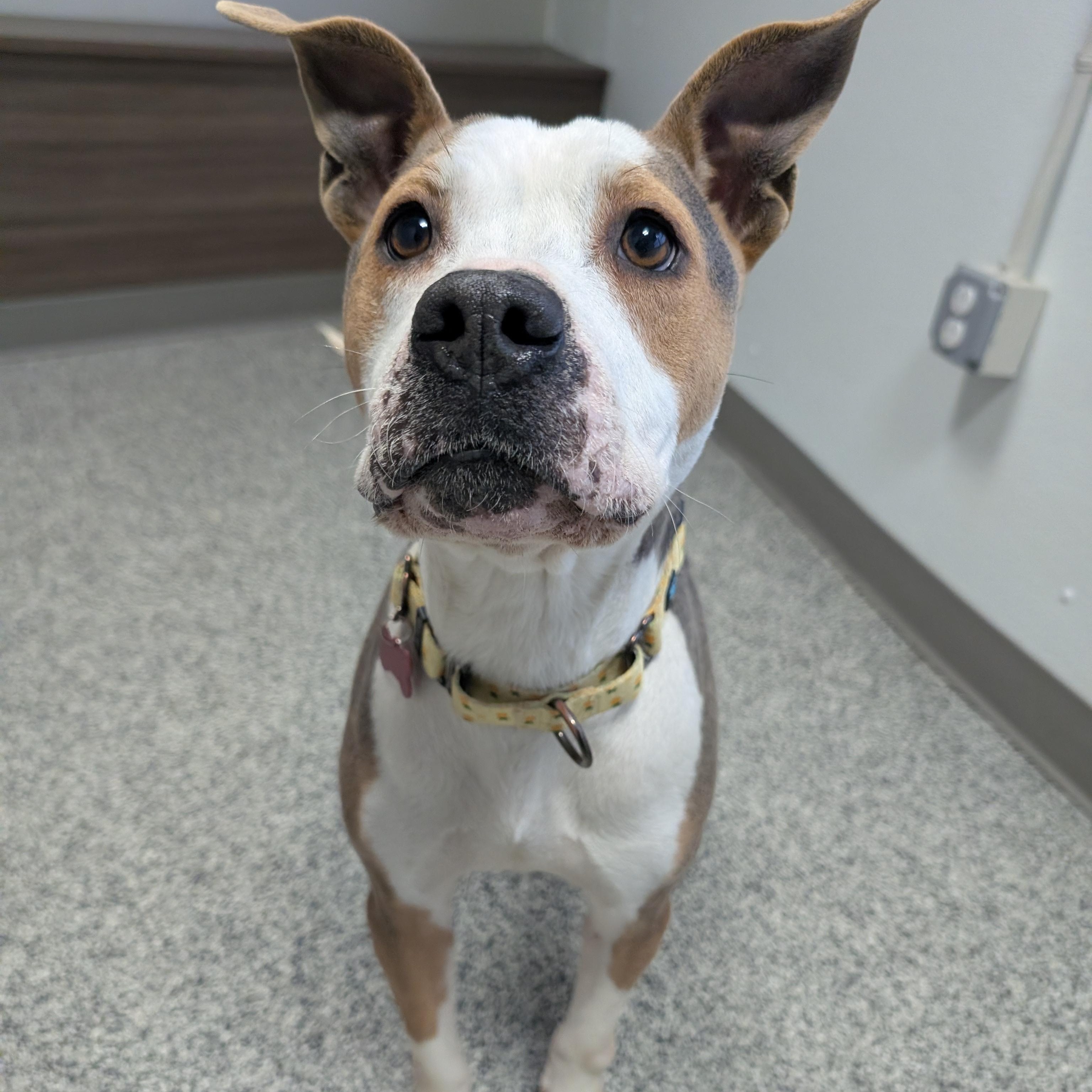 Genisys, a ADOPTABLE Mixed Breed in Detroit, MI image 6/6