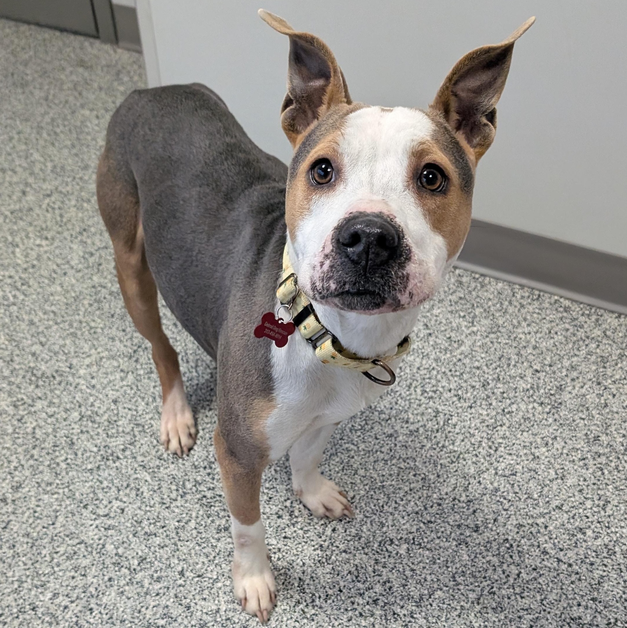 Genisys, a ADOPTABLE Mixed Breed in Detroit, MI image 4/6