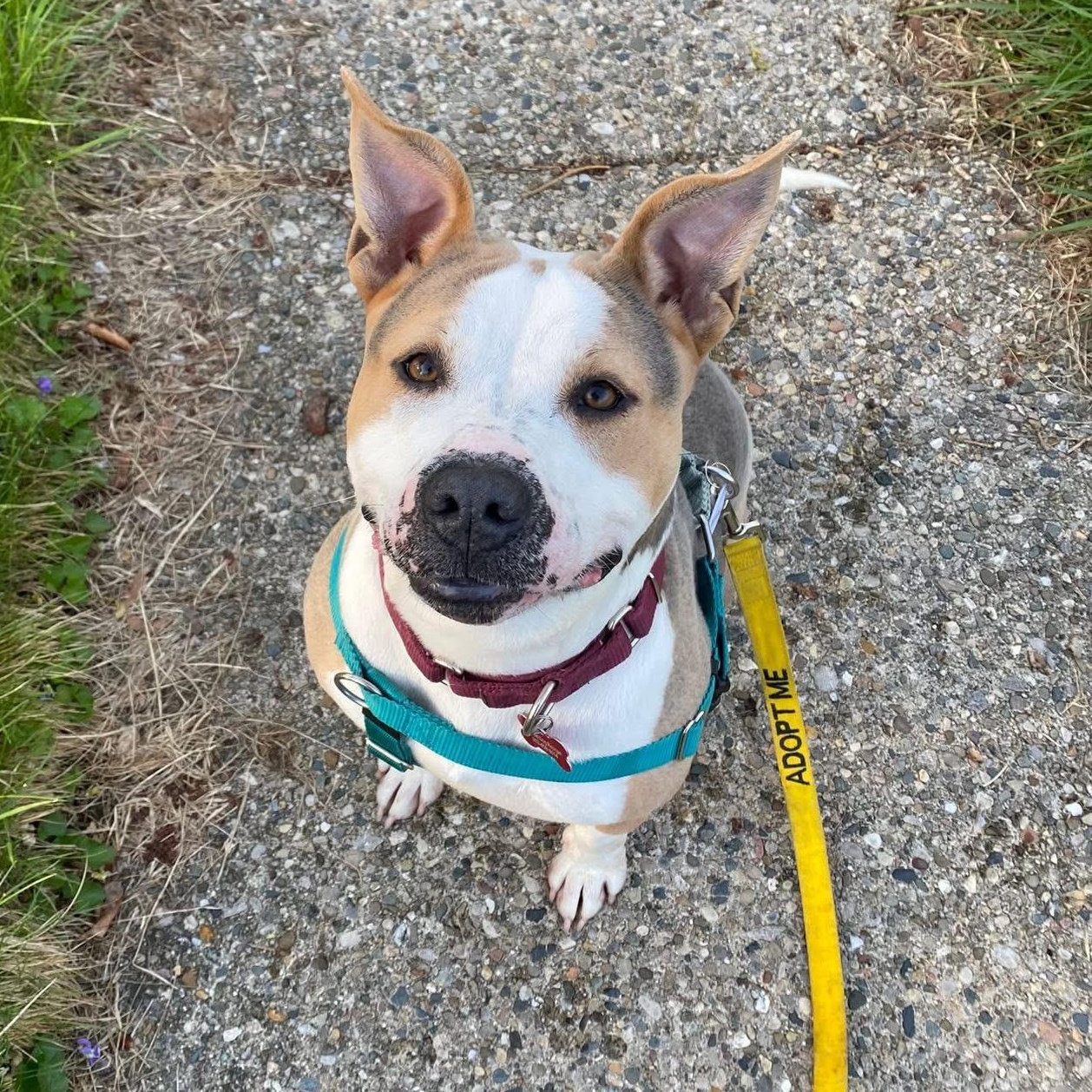 Genisys, a ADOPTABLE Mixed Breed in Detroit, MI image 3/6