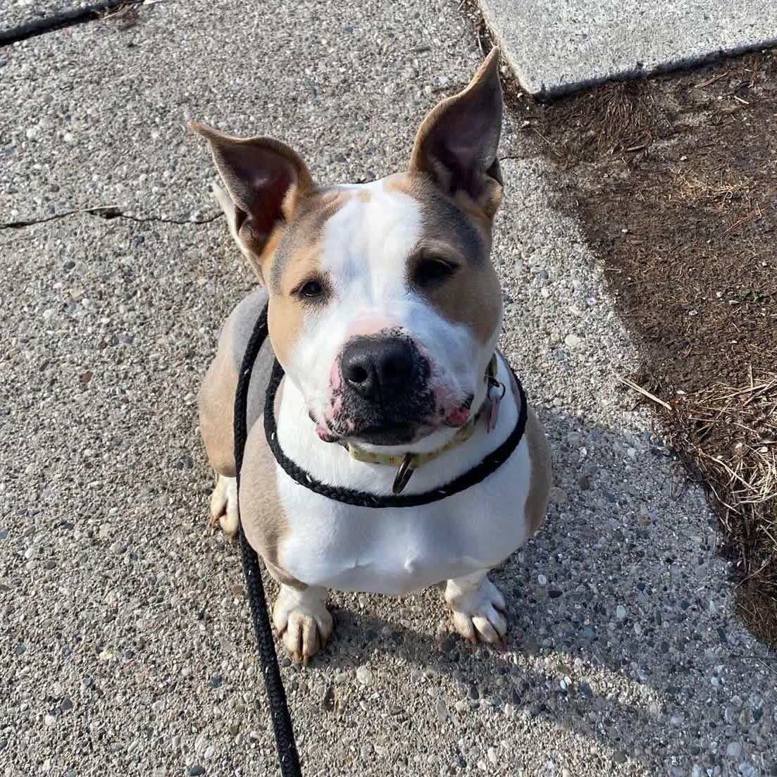Genisys, a ADOPTABLE Mixed Breed in Detroit, MI image 2/6