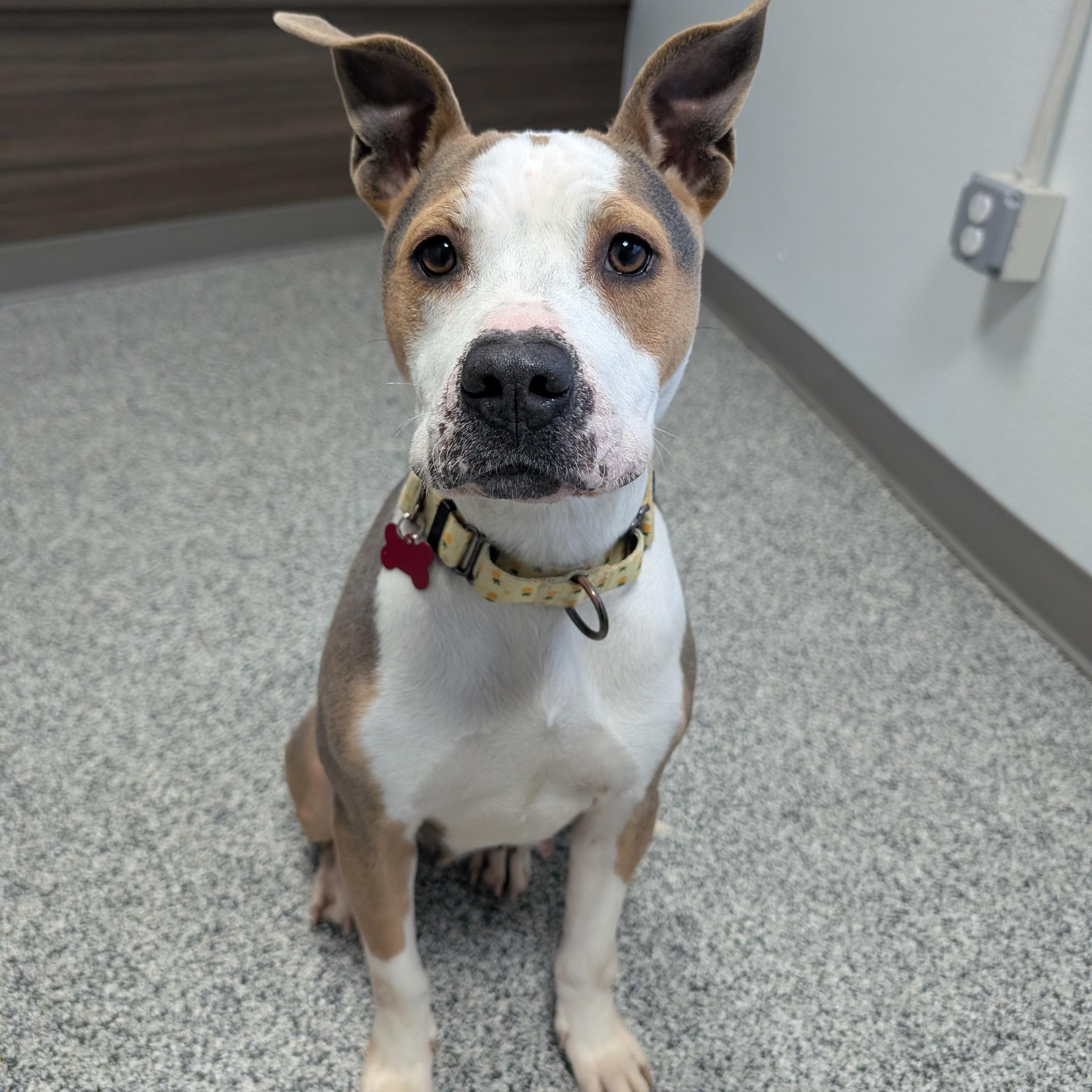 Genisys, a ADOPTABLE Mixed Breed in Detroit, MI image 1/6