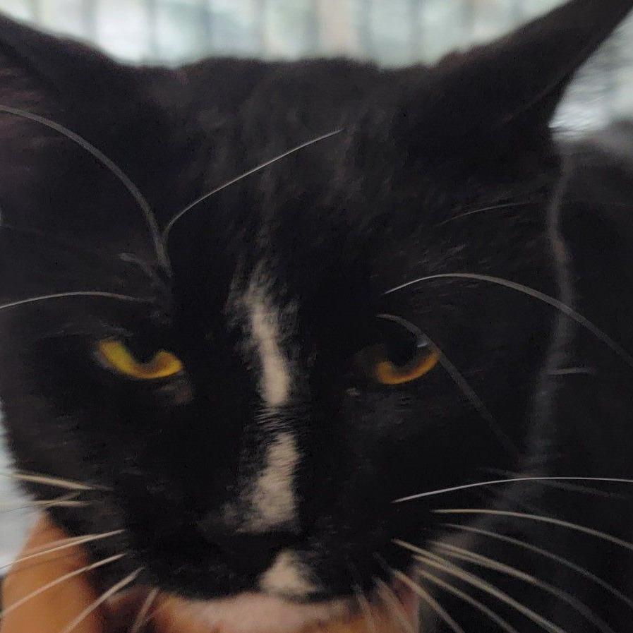 Kris Kringle Haverly