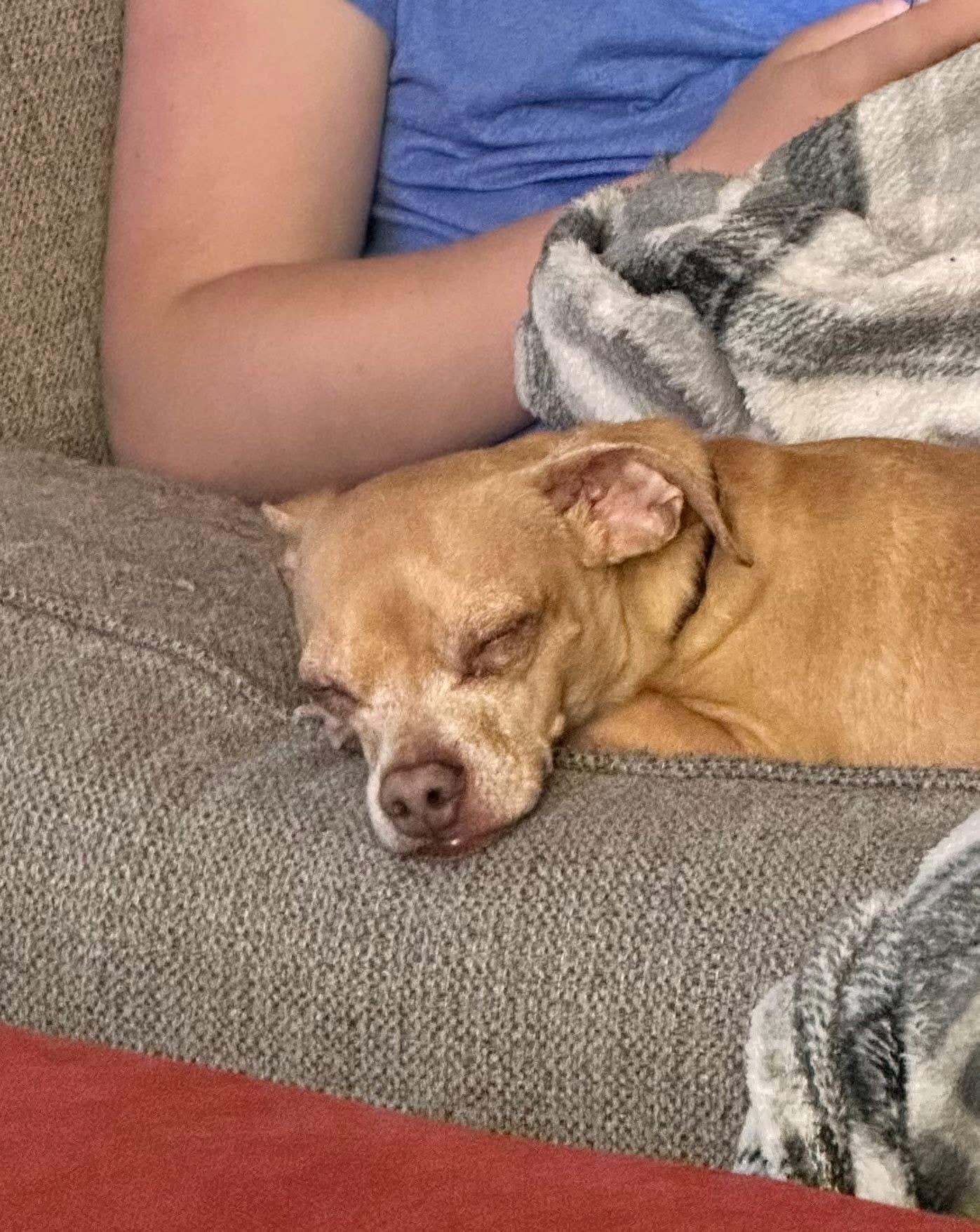 Enlarge Jesse, an adopted Chihuahua in Vassalboro, ME image 1/4