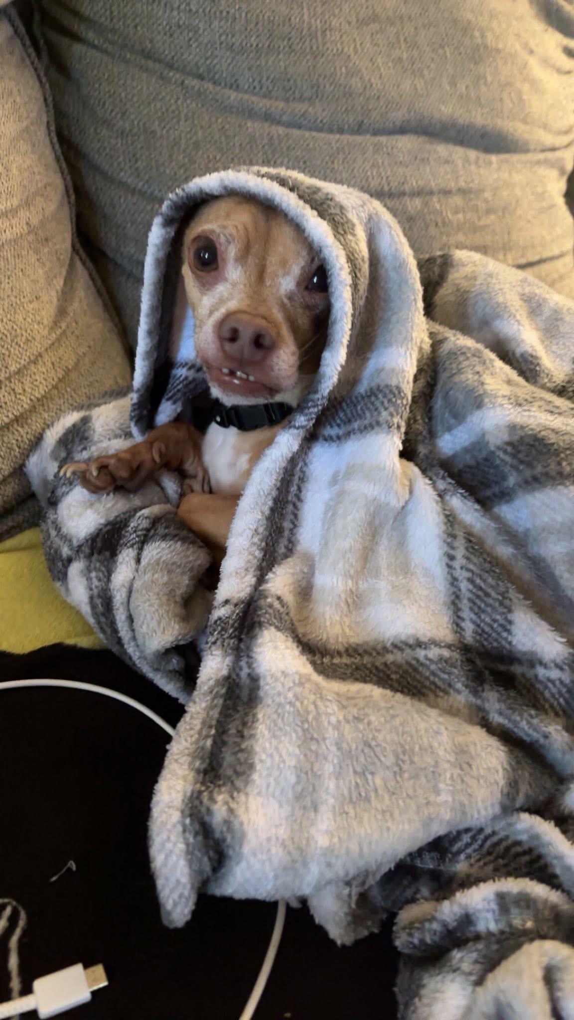 Enlarge Jesse, an adopted Chihuahua in Vassalboro, ME image 2/4