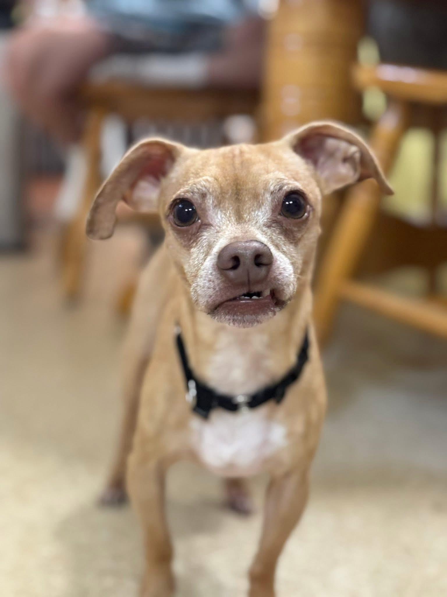 Enlarge Jesse, an adopted Chihuahua in Vassalboro, ME image 3/4