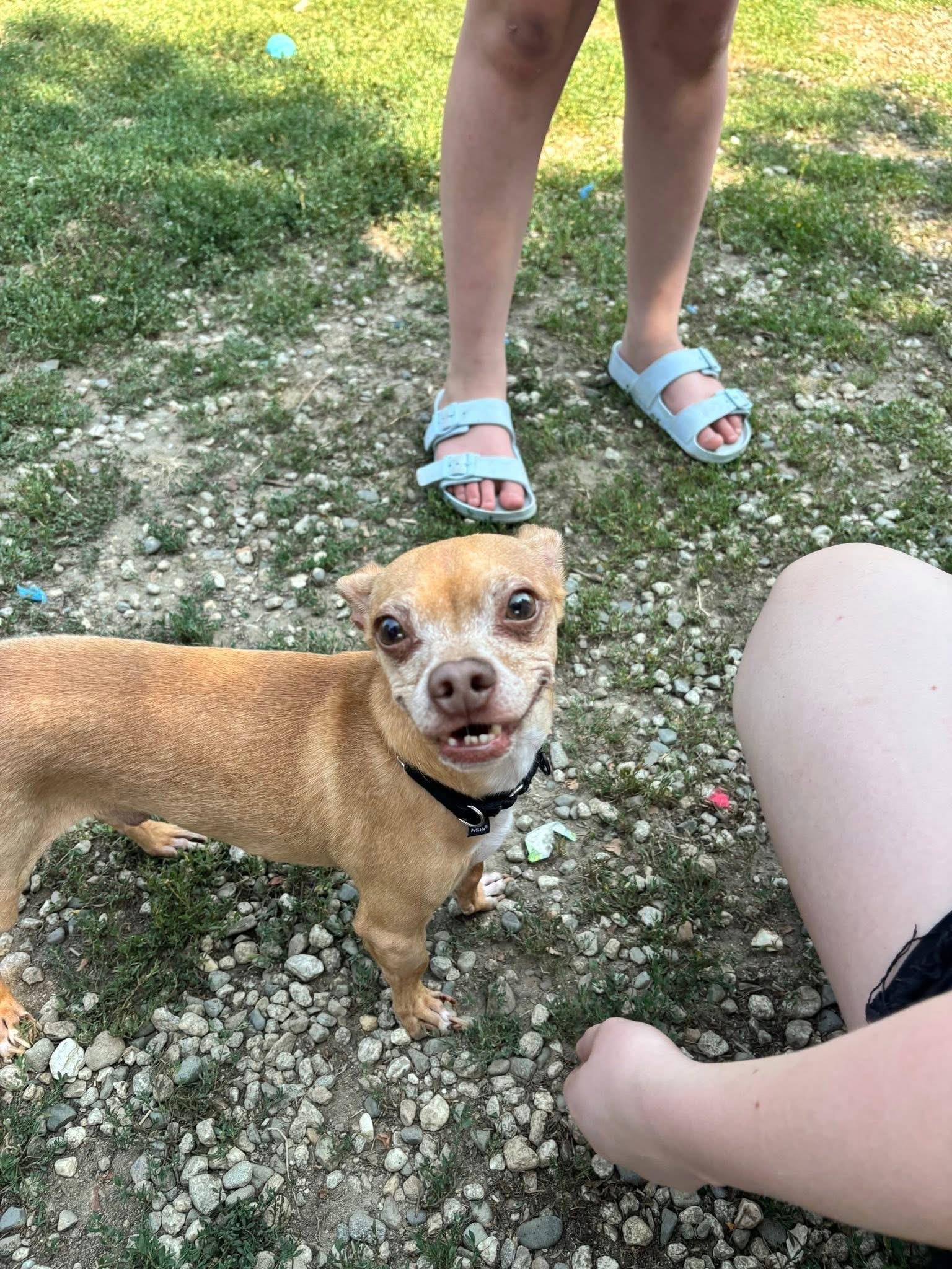 Enlarge Jesse, an adopted Chihuahua in Vassalboro, ME image 4/4