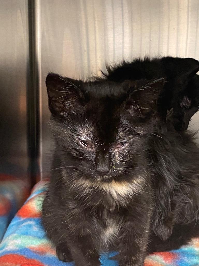 Pepper, Adoptable, Kitten Female Domestic Medium Hair.