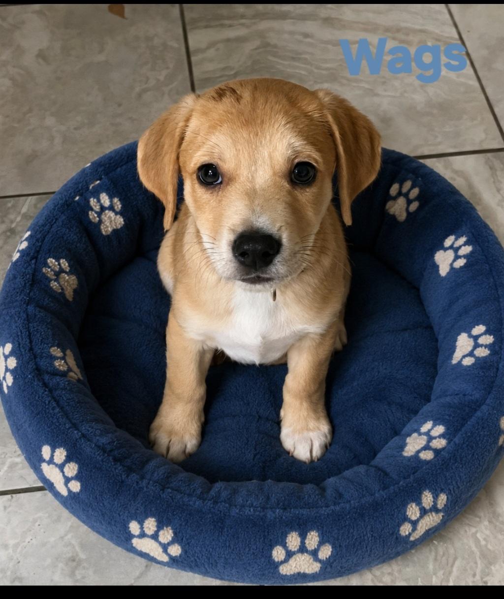 Wags, adopted, Puppy Male Chihuahua & Hound.