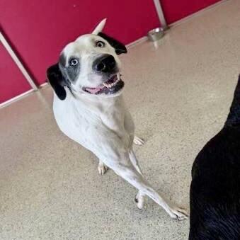 Enlarge Misty, a Adoptable mixed breed in New Orleans, LA image 2/6