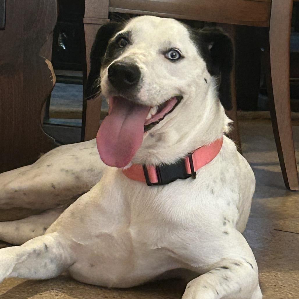 Enlarge Misty, a Adoptable mixed breed in New Orleans, LA image 4/6