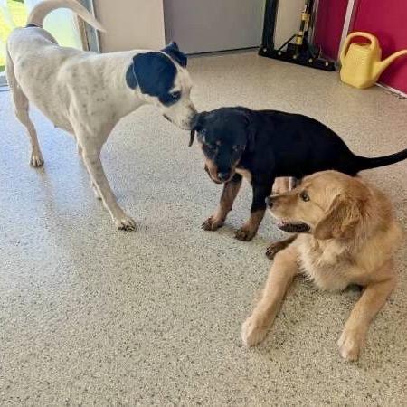 Enlarge Misty, a Adoptable mixed breed in New Orleans, LA image 5/6