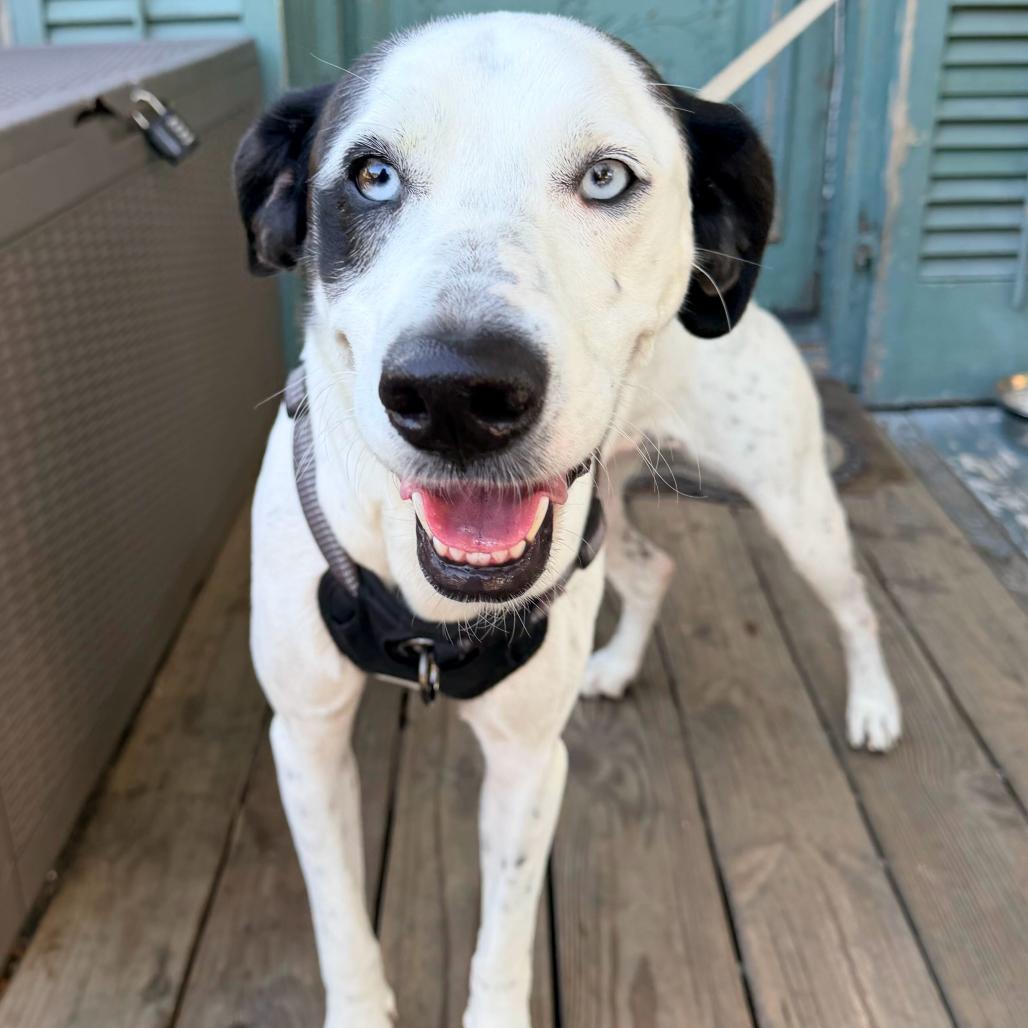 Enlarge Misty, a Adoptable mixed breed in New Orleans, LA image 6/6