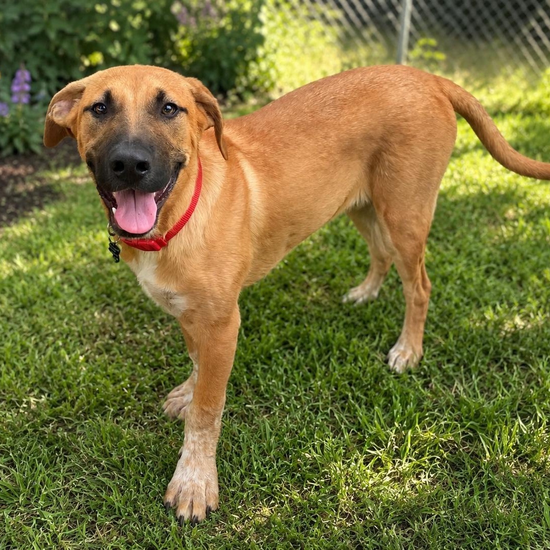BROOKS, Adoptable, Puppy Male Mixed Breed.