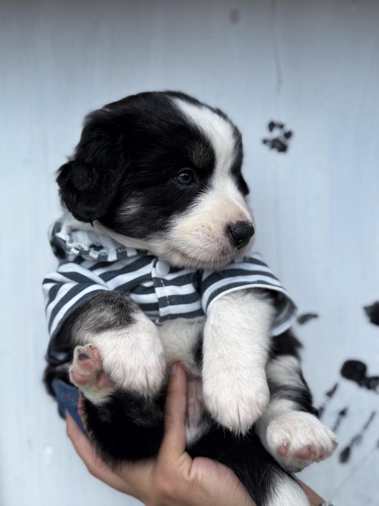 Enlarge Maxie, a Adoptable Border Collie in The Woodlands, TX image 1/2
