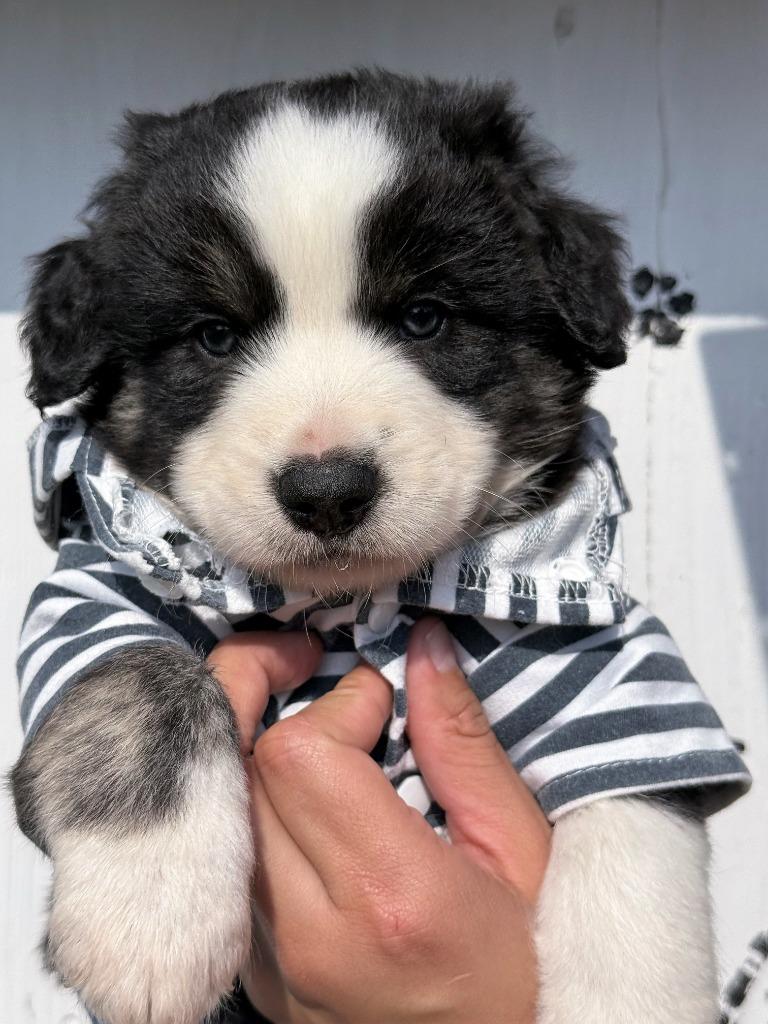 Enlarge Maxie, a Adoptable Border Collie in The Woodlands, TX image 2/2