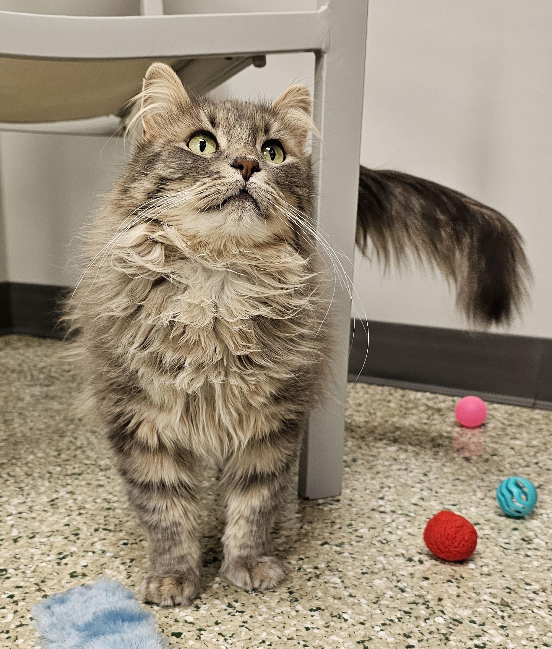 Enlarge Adeline, an adopted Domestic Medium Hair in Cedar Rapids, IA image 4/6