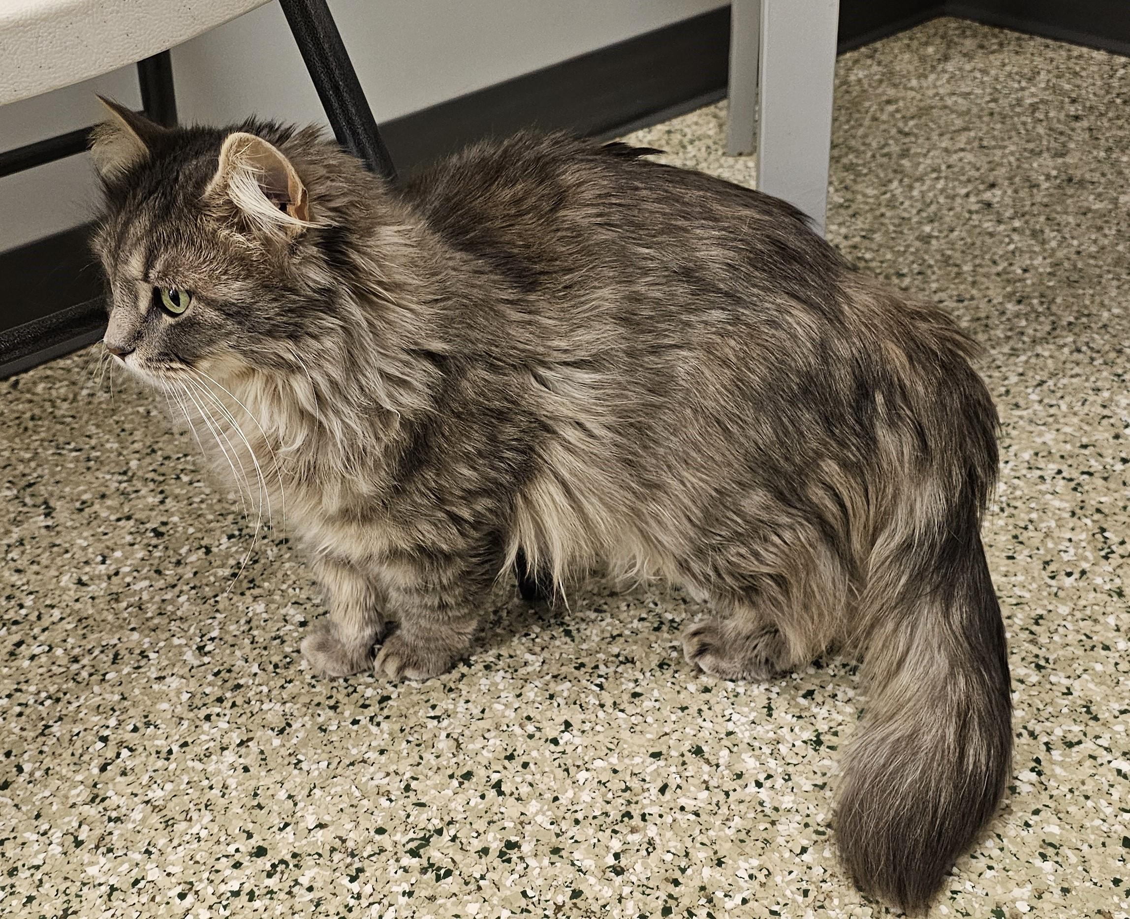 Enlarge Adeline, an adopted Domestic Medium Hair in Cedar Rapids, IA image 5/6