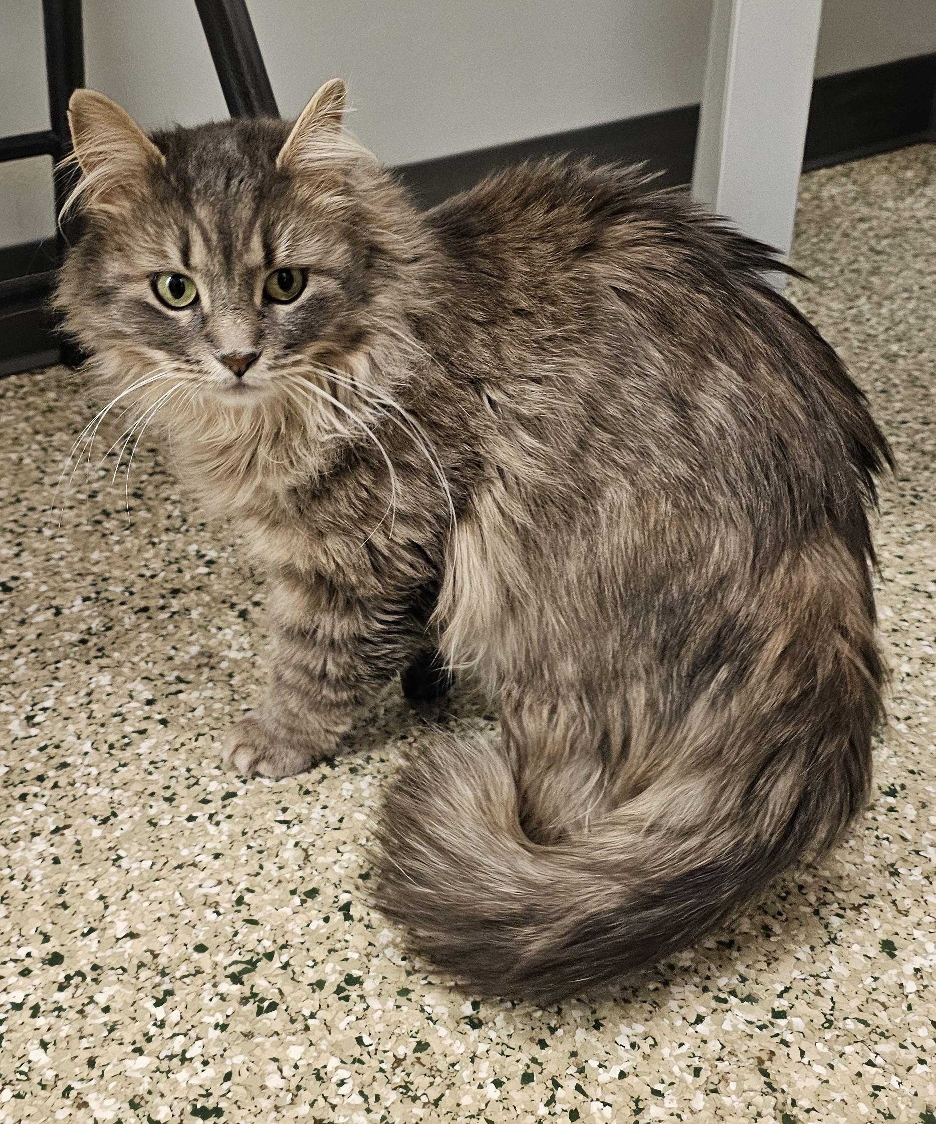 Enlarge Adeline, an adopted Domestic Medium Hair in Cedar Rapids, IA image 3/6