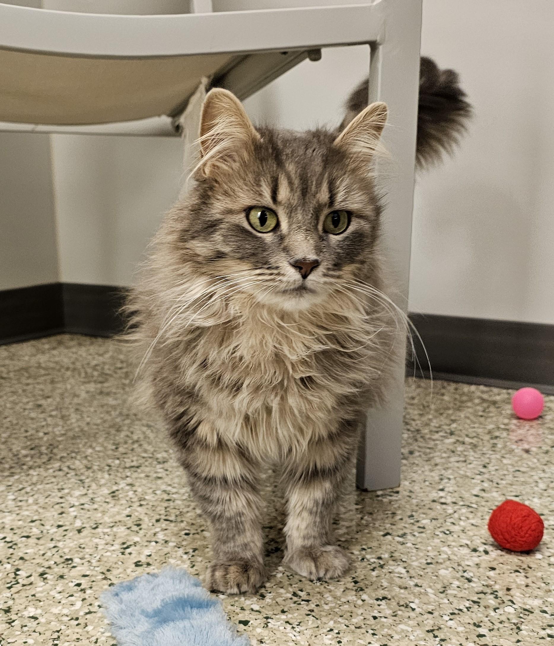 Enlarge Adeline, an adopted Domestic Medium Hair in Cedar Rapids, IA image 2/6