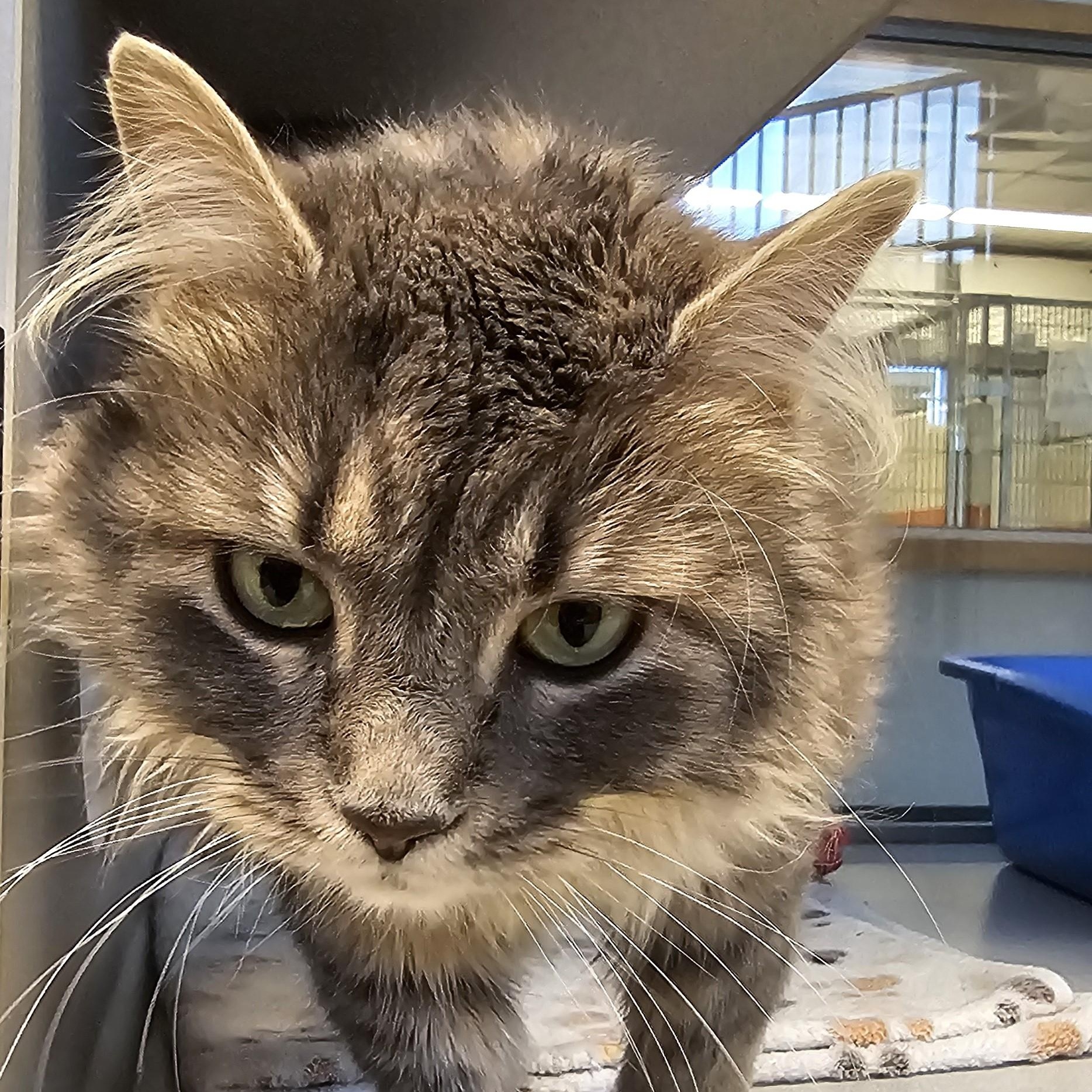 Enlarge Adeline, an adopted Domestic Medium Hair in Cedar Rapids, IA image 1/6