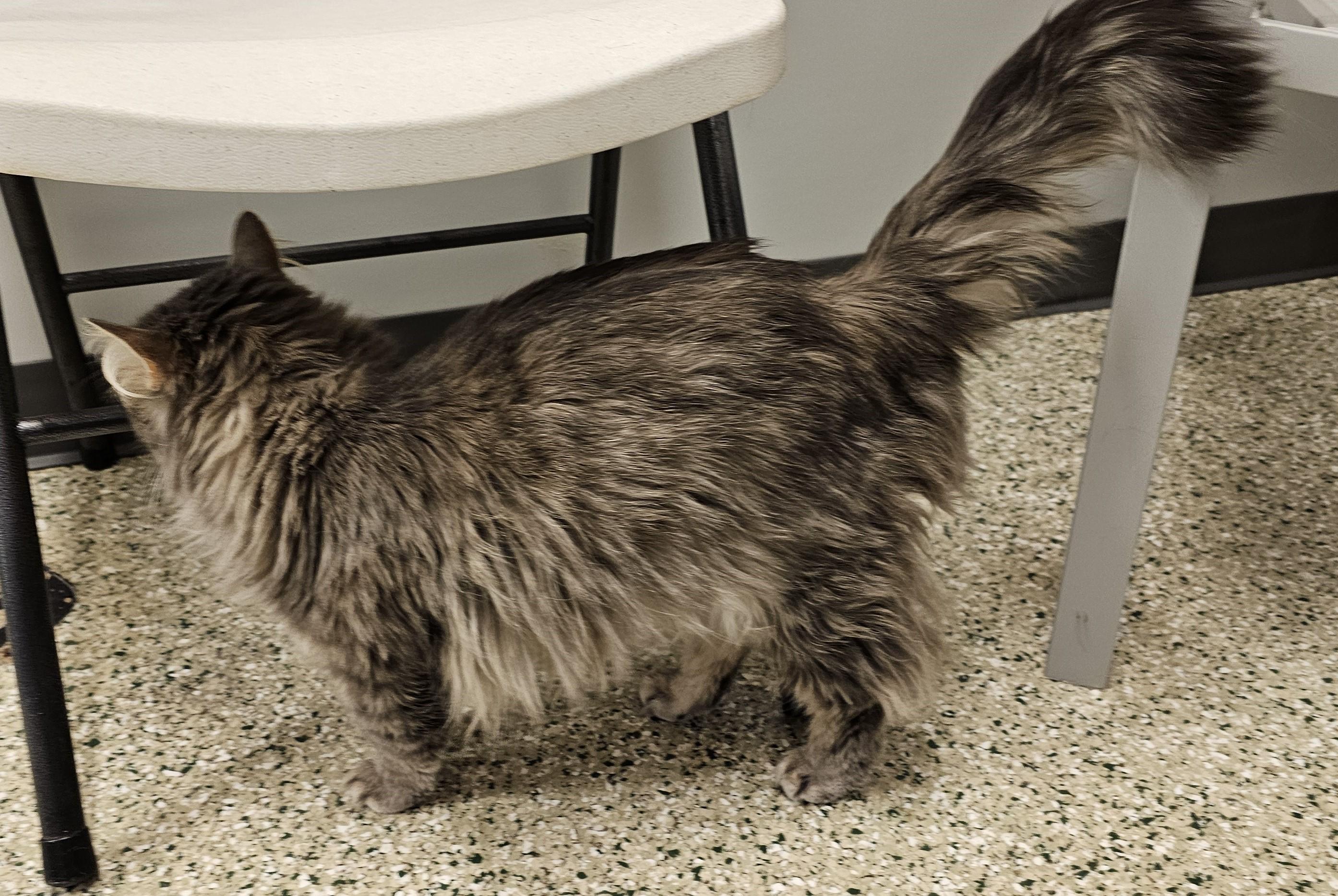 Enlarge Adeline, an adopted Domestic Medium Hair in Cedar Rapids, IA image 6/6