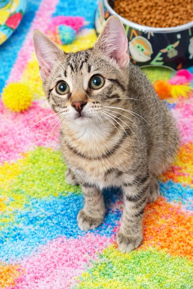 Bumblepaws — thumbnail 3