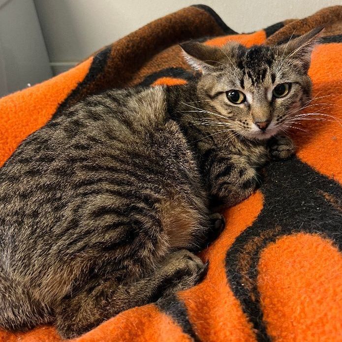 Kiah, a Adoptable Domestic Short Hair in Spencer, IA image 2/2