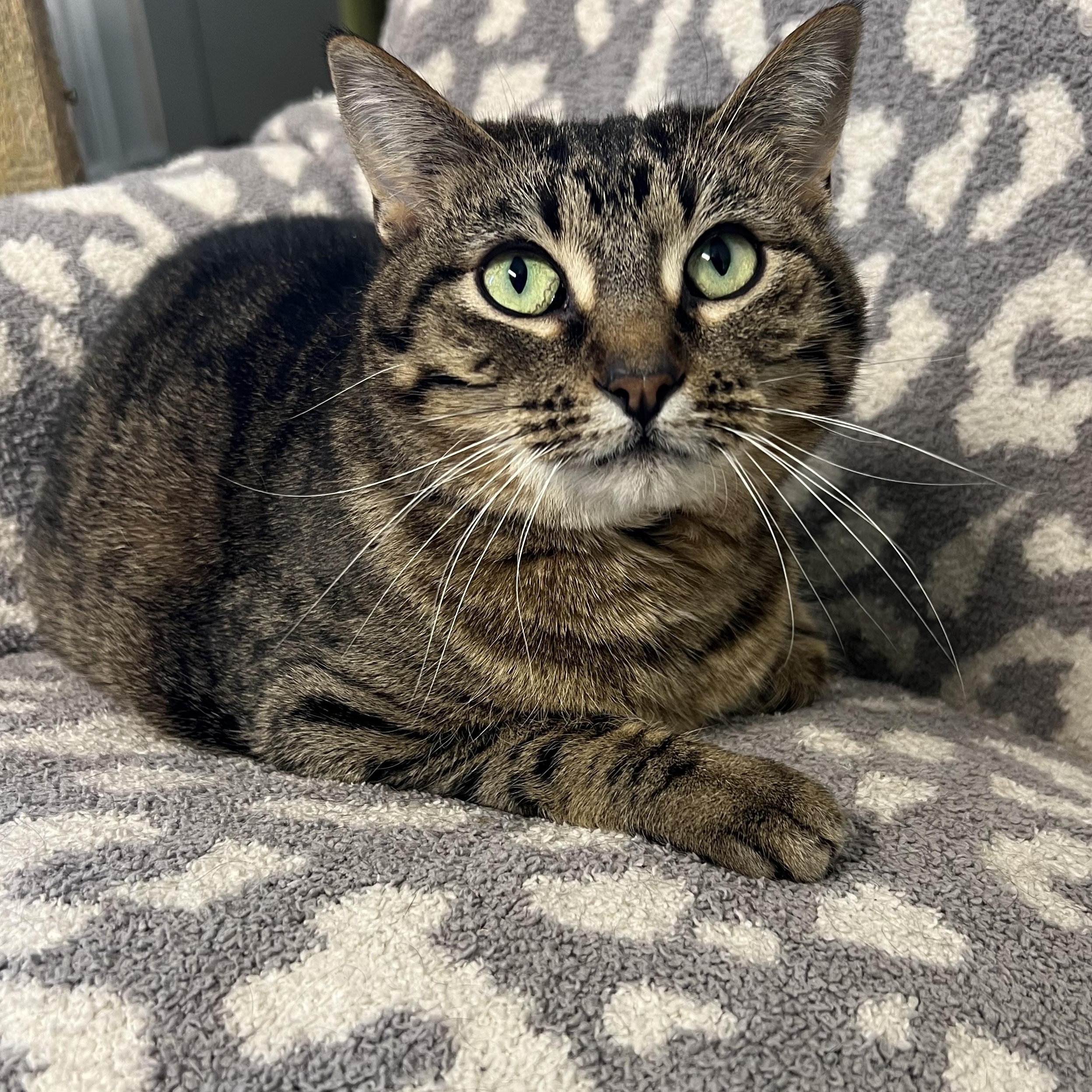 Kiah, Adoptable, Young Female Domestic Short Hair.