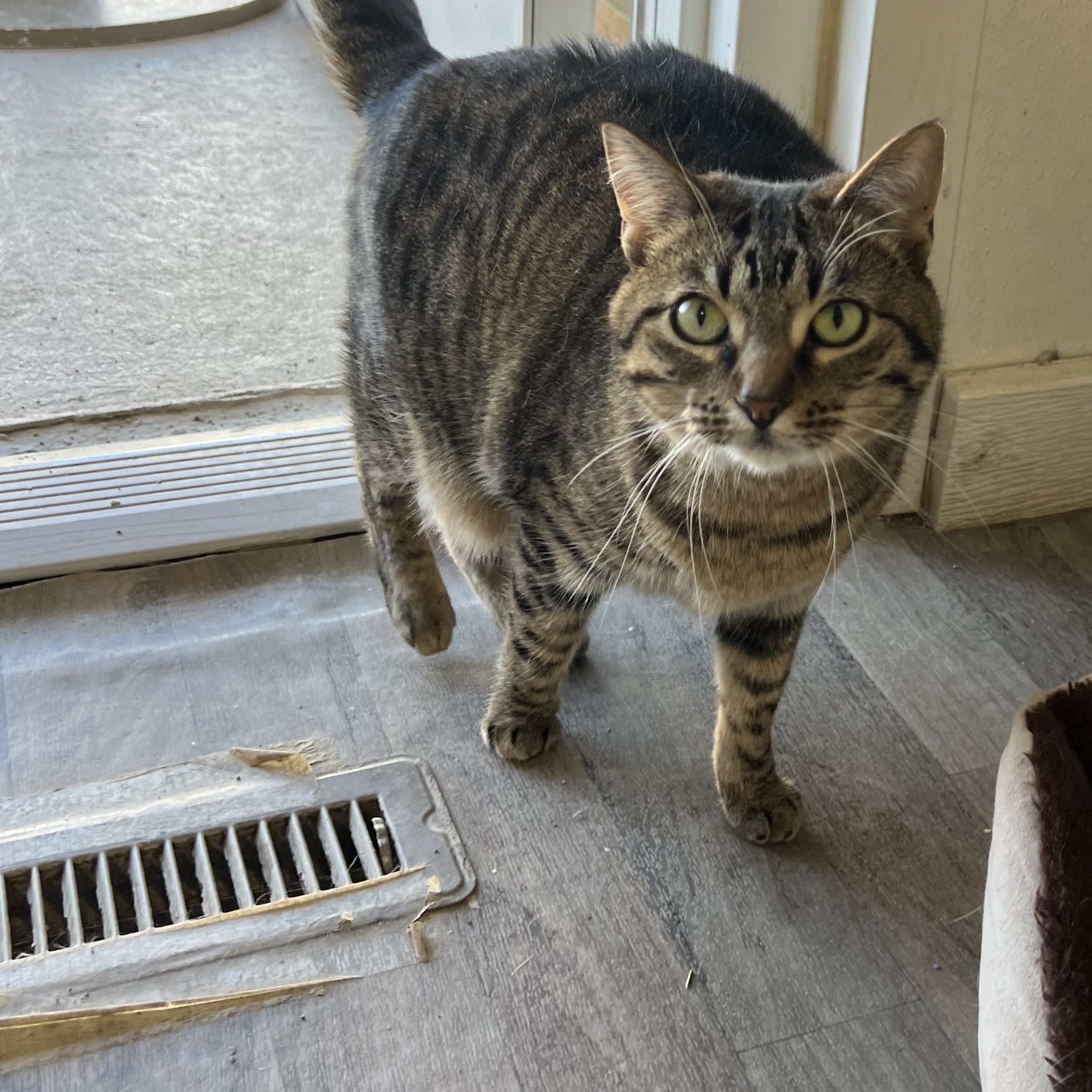 Kiah, a Adoptable Domestic Short Hair in Spencer, IA image 1/2