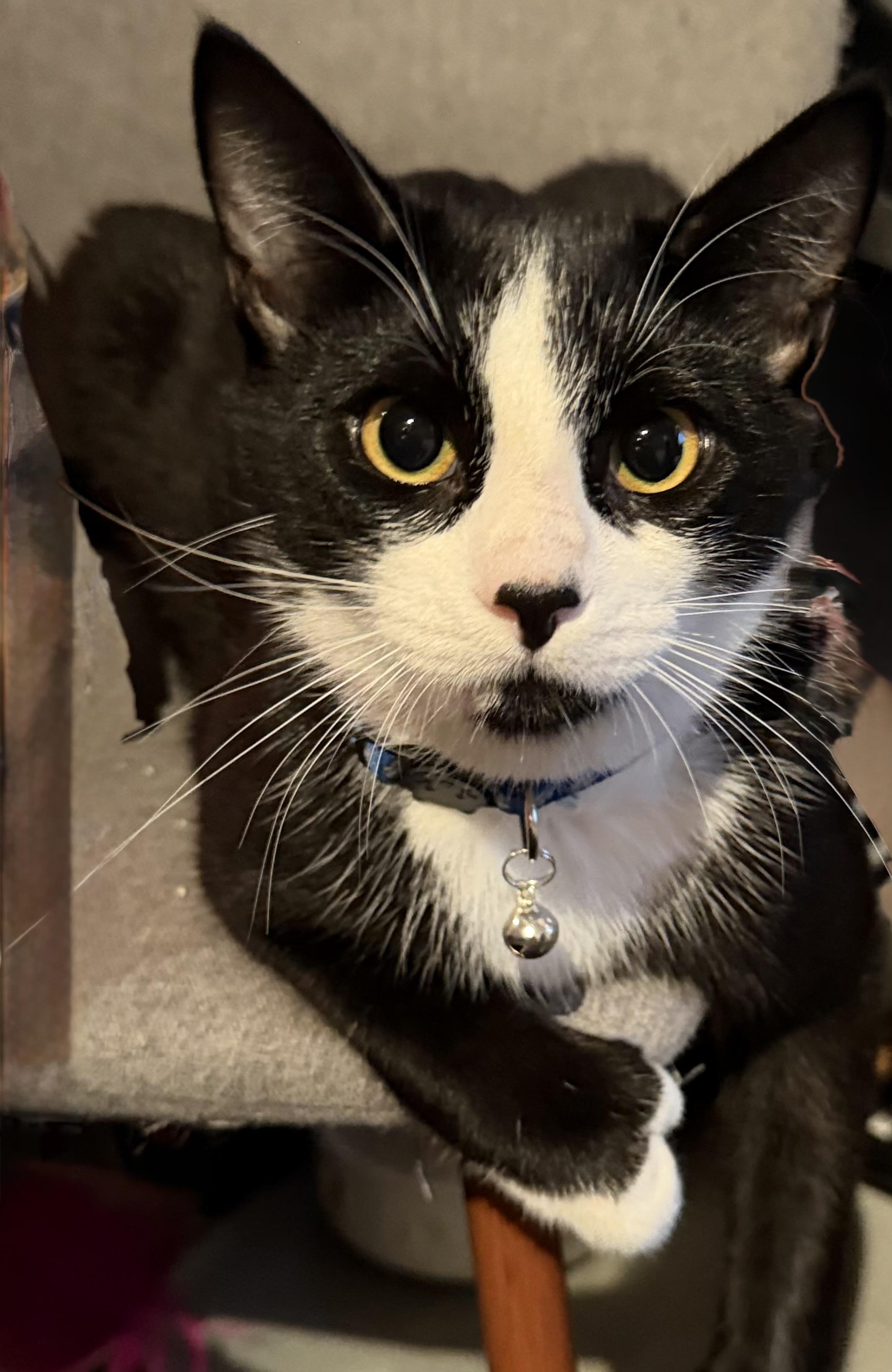 Enlarge Jewels, an adopted Tuxedo in San Diego, CA image 2/6