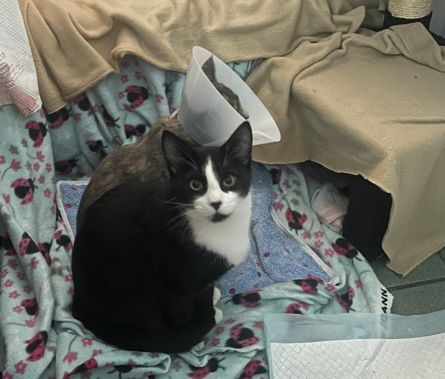 Enlarge Jewels, a ADOPTABLE Tuxedo in San Diego, CA image 3/3