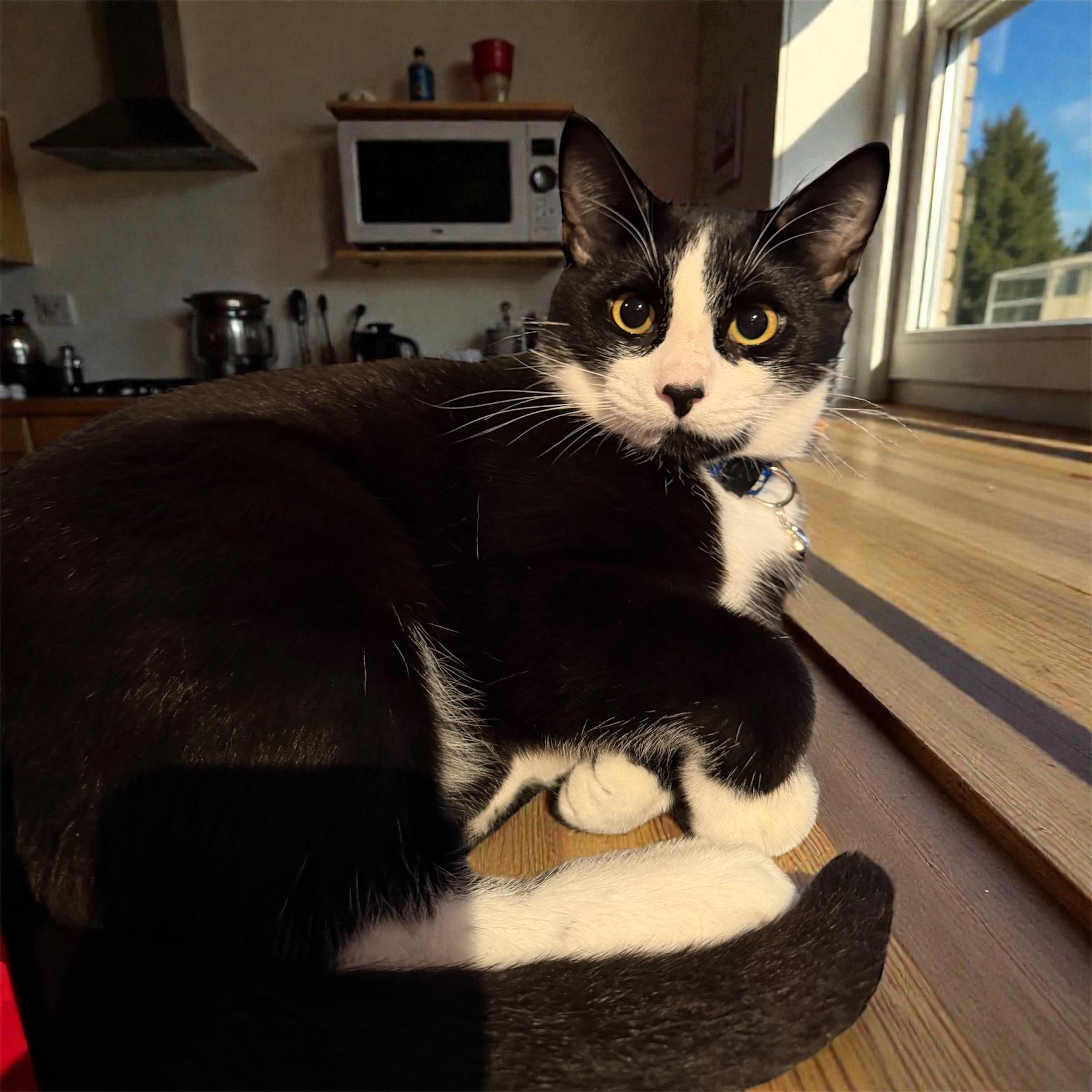 Enlarge Jewels, an adopted Tuxedo in San Diego, CA image 1/6